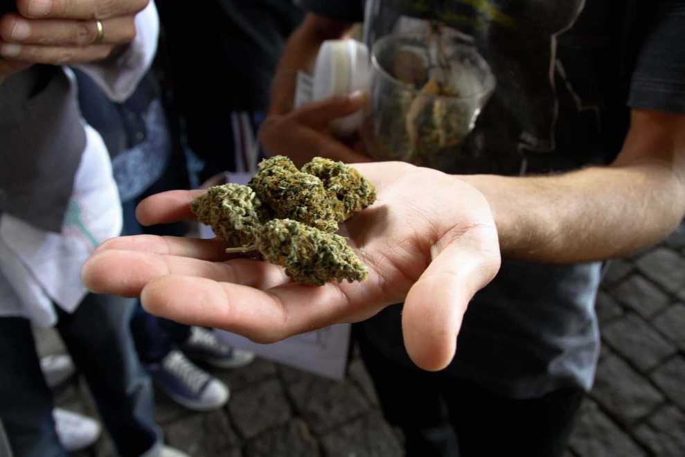 Handful of Marijuana