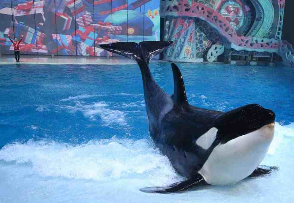 Killer Whale  takes part in Lost World