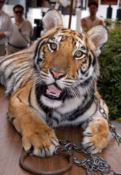 Tiger at Laguna's Festival of Arts in Laguna Beach