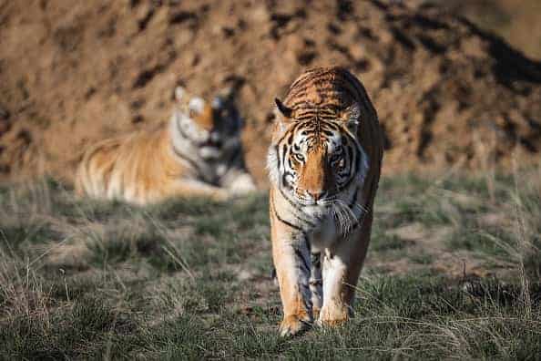 A pair of the 39 tigers rescued in 2017 from Joe Exotic's G.W. Exotic Animal Park relax at the Wild Animal Sanctuary on April 5