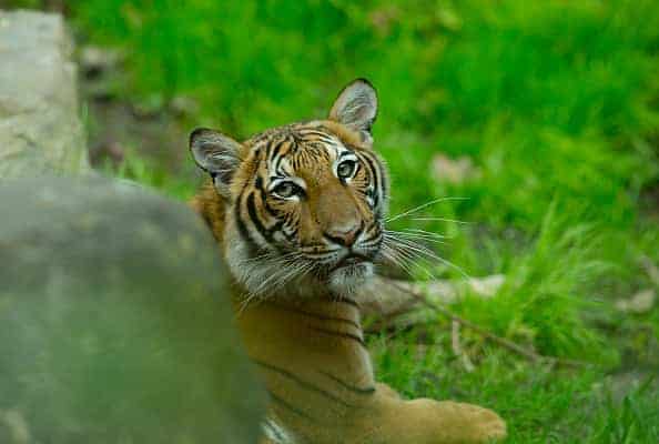 A Malayan tiger cub in its enclosure at the Bronx Zoo on April 27