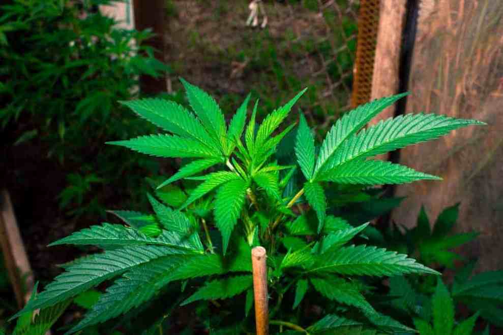 Marijuana plant in a case