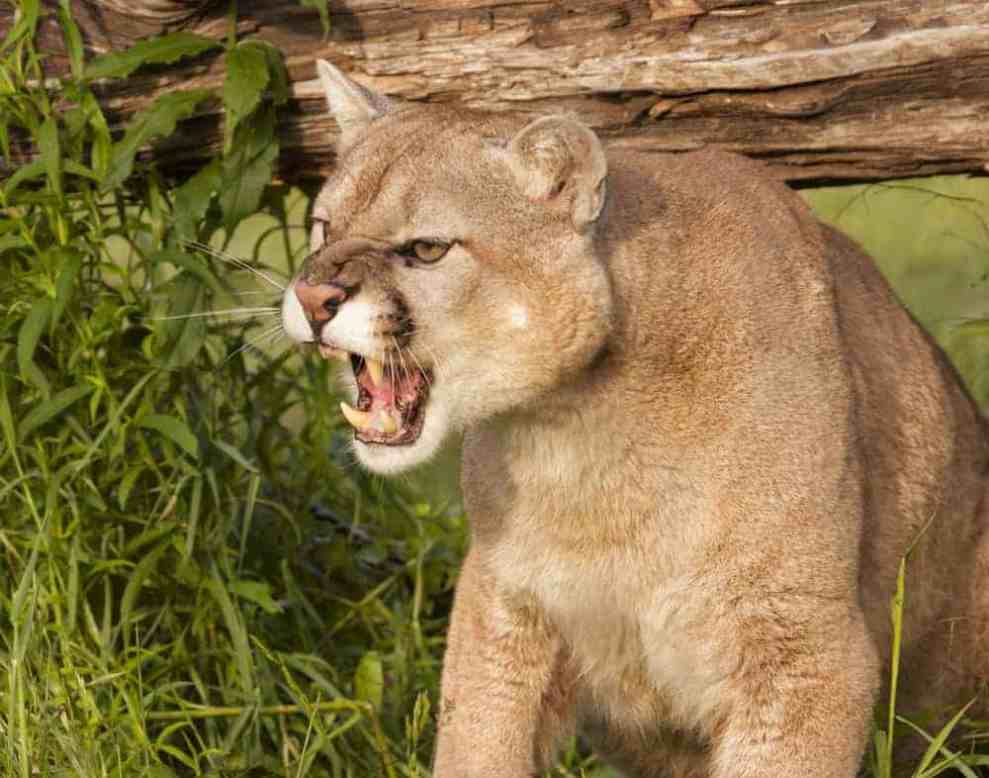 A snarling mountain lion